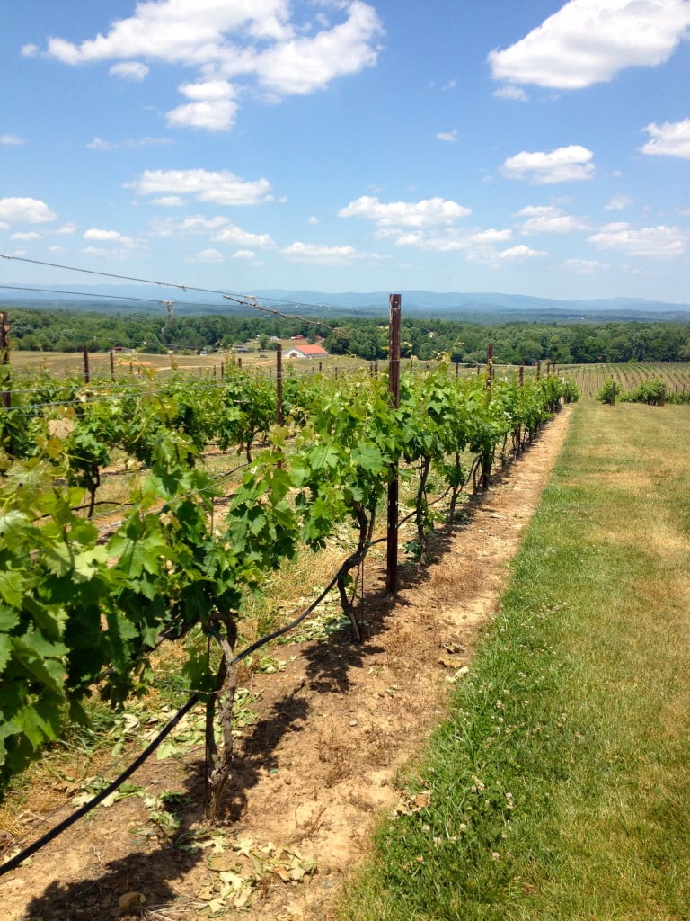 vineyard/winery