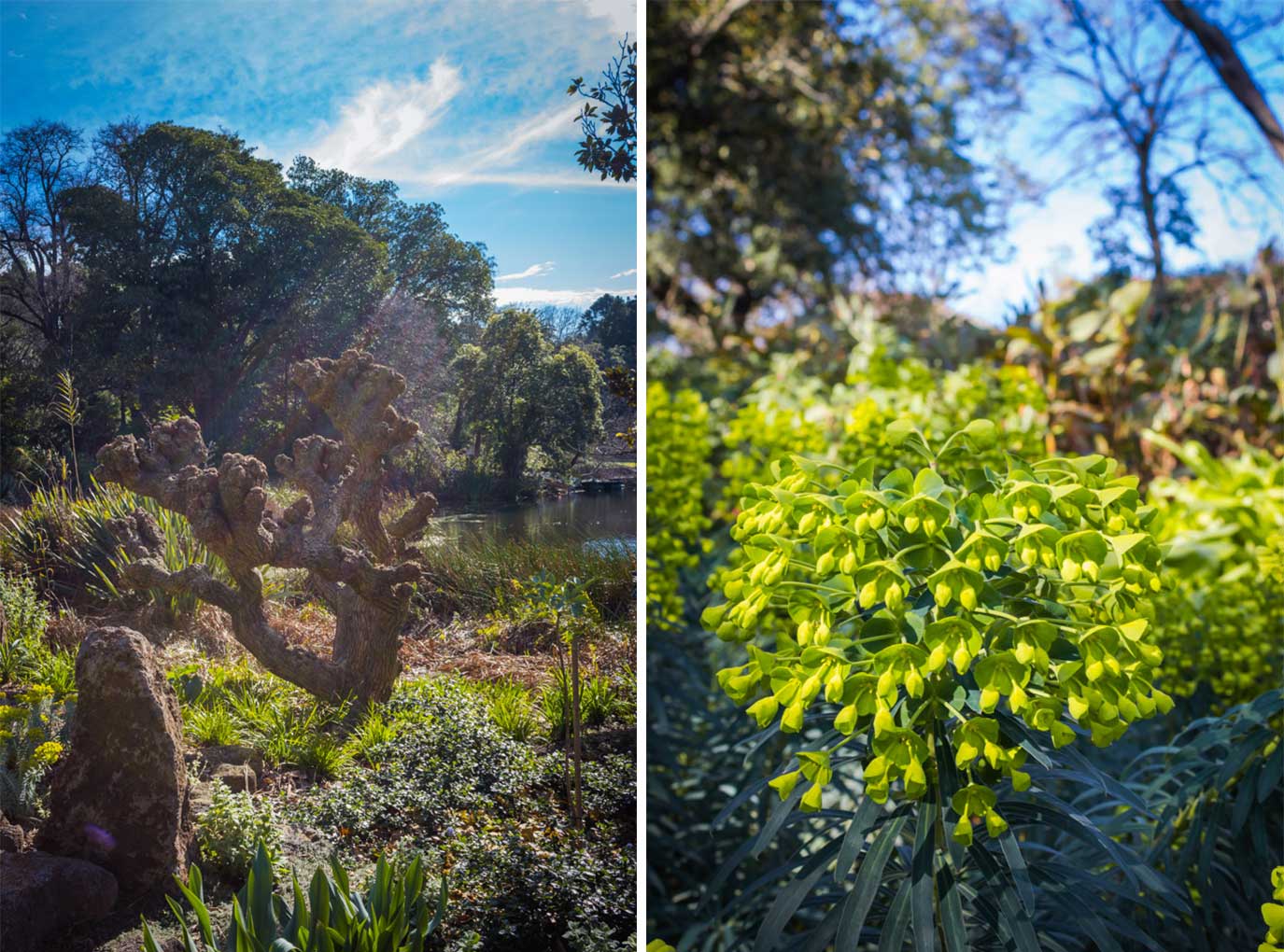 Royal Botanic Gardens Victoria | Melbourne, Australia | Fork in the Kitchen
